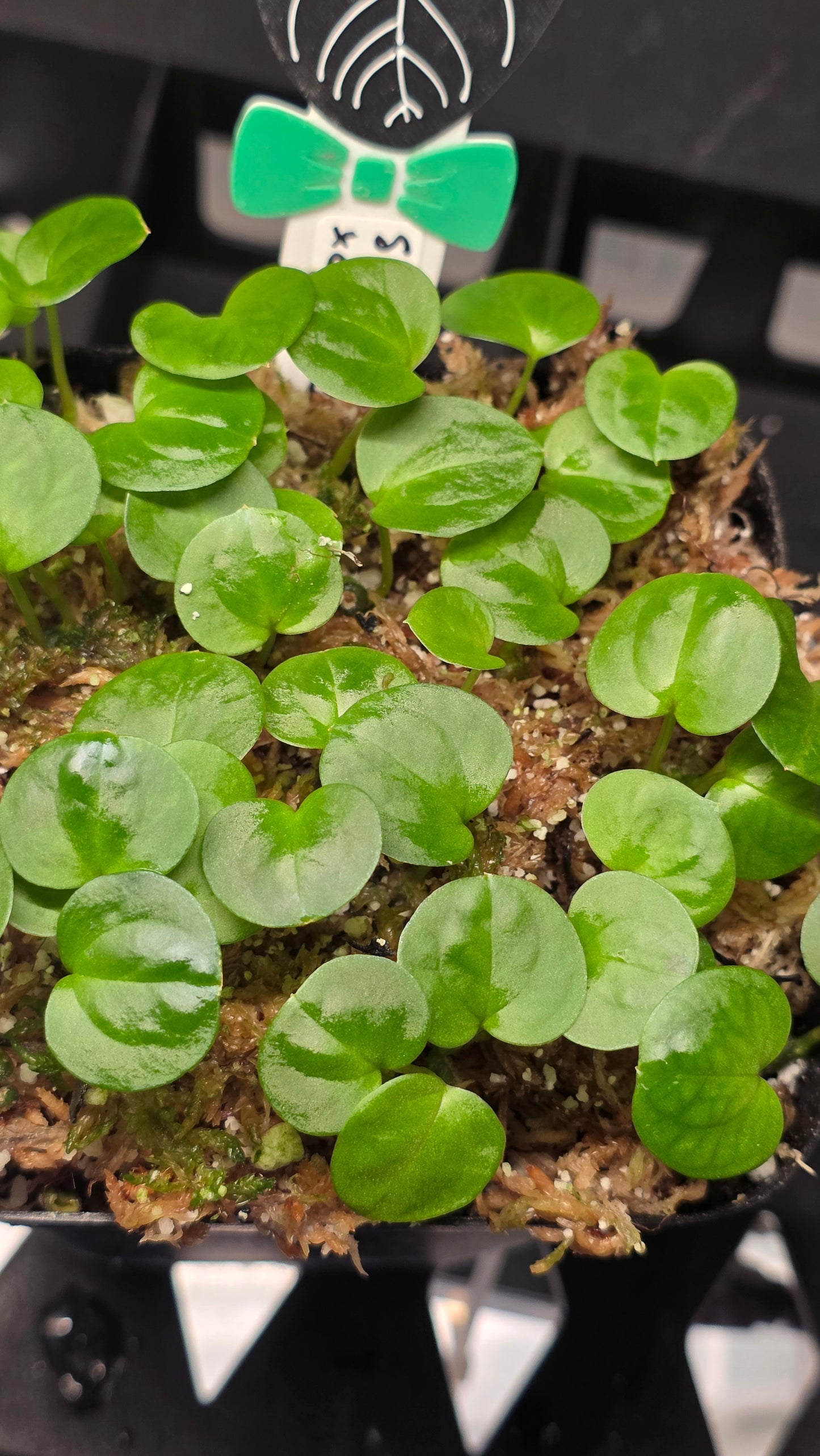 SKG Silver x Chonky Bess — plant photo
