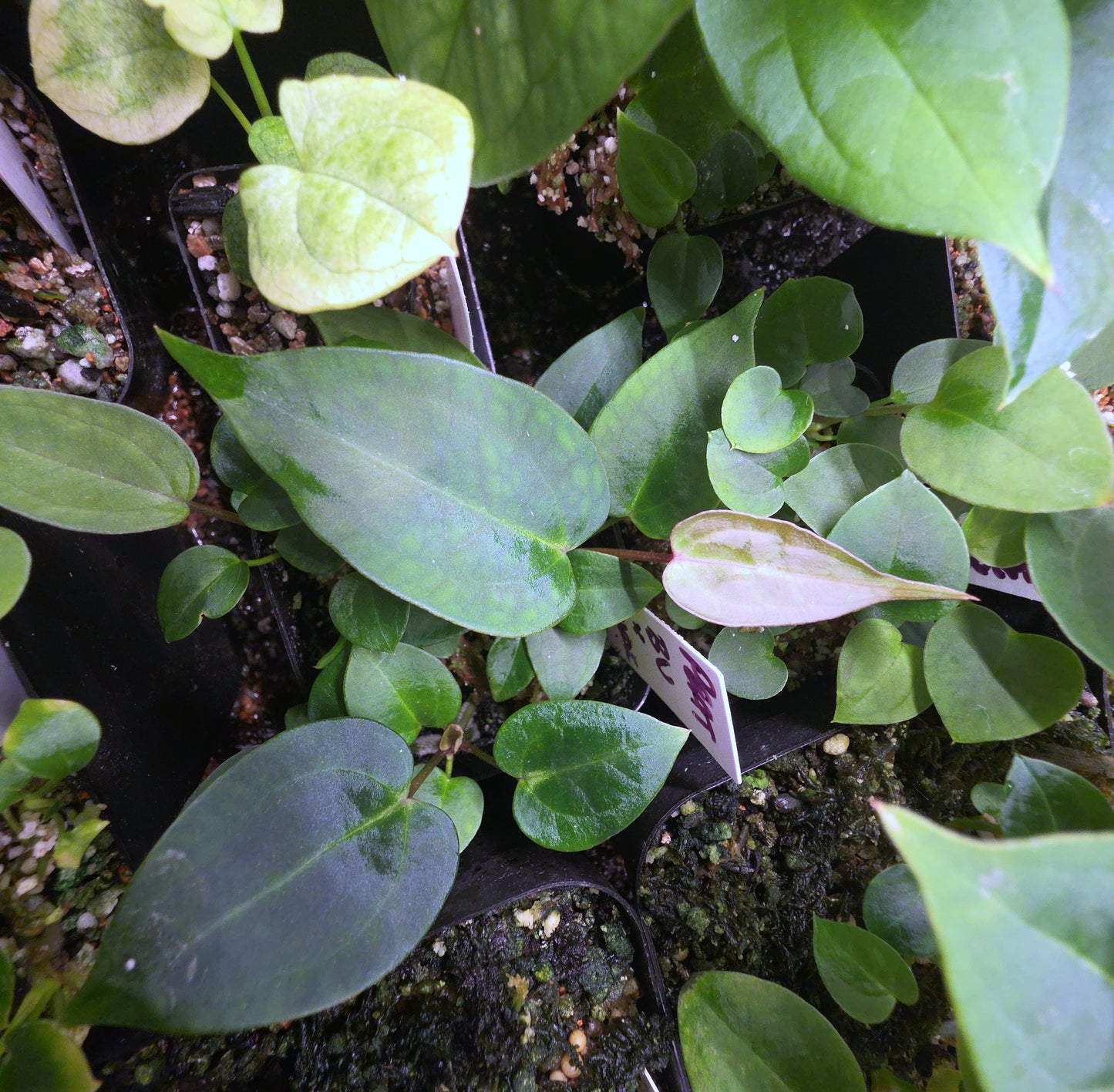 Blue Velvet x (Dark and Handsome x Red Velvet Cake) — plant photo