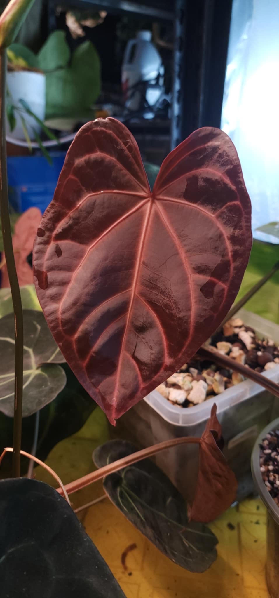 Anthurium (Blue Pap x Indo Port) x (Carla x RC)
