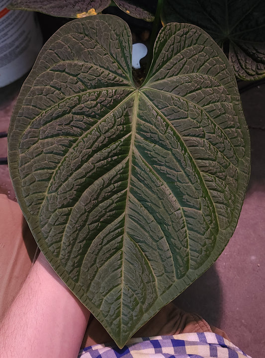 SKG Silver x (Carla x Splendidum)