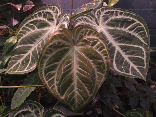 SKG Silver x (Carla x Splendidum)