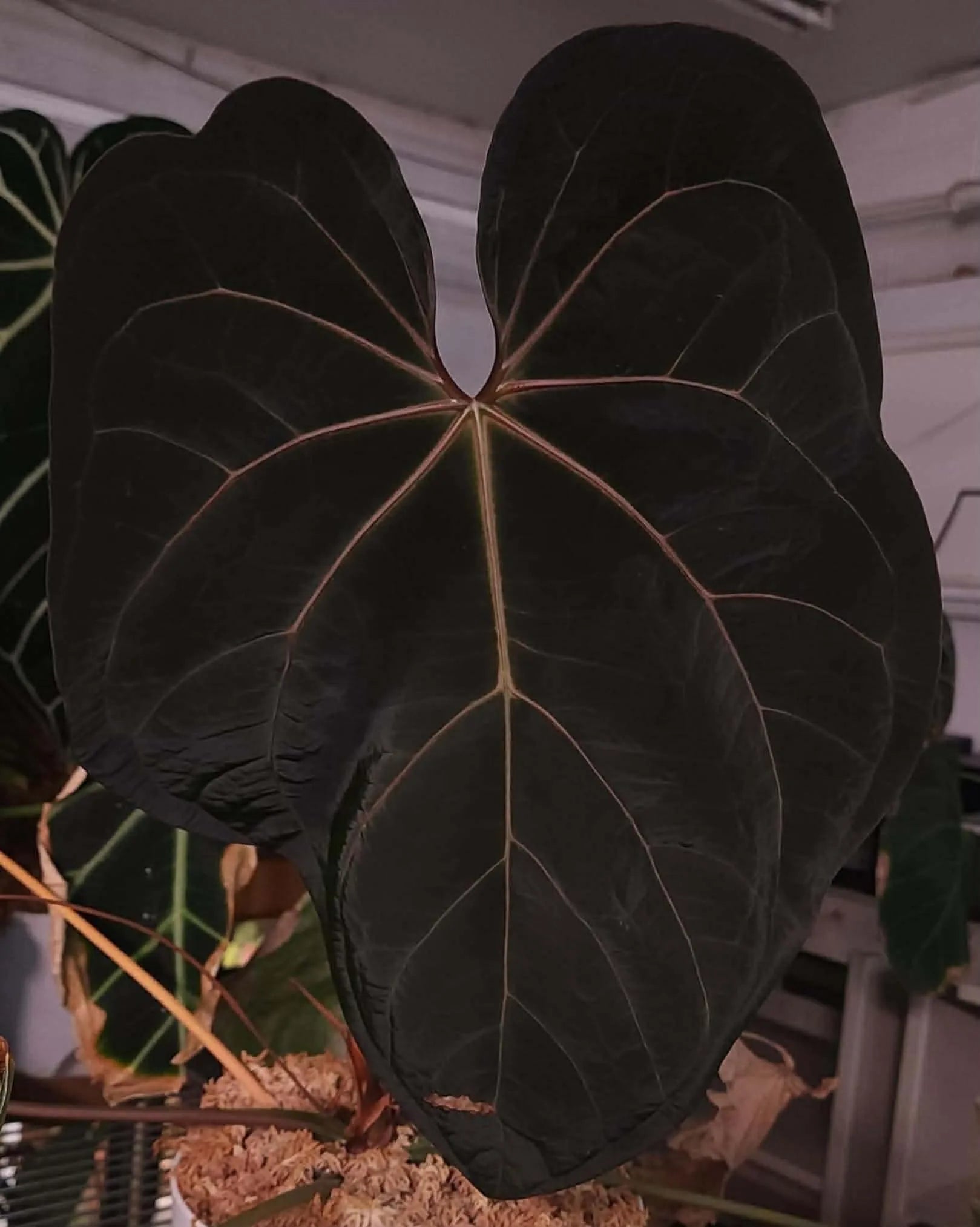 Anthurium (AOS DF x BVEP) x Variegated (Carla x Var. Pap) – Bowtie