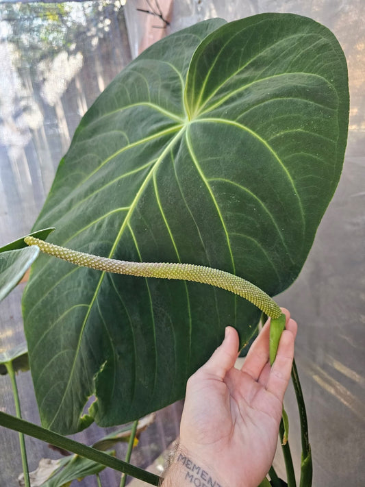 Anthurium Kybutzii x Waroq