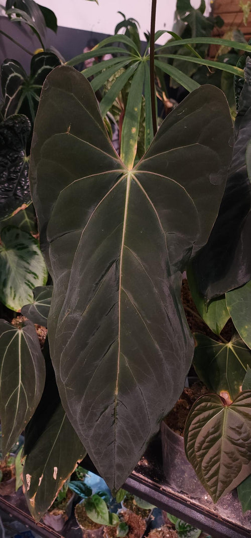 Anthurium FSRL x (Dark and Handsome x Red Velvet Cake) Seedling