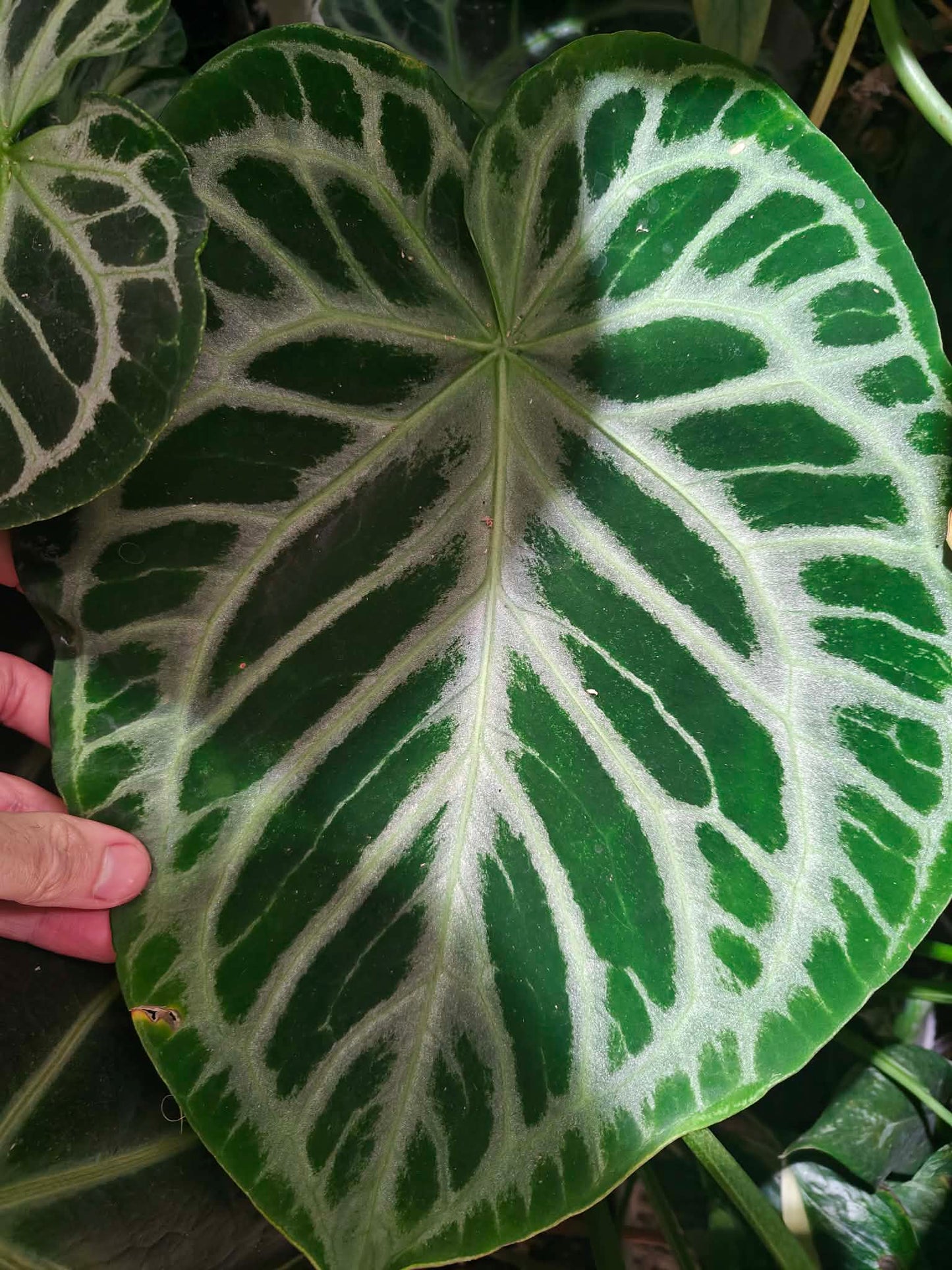 Anthurium Crystal Hope x Silver Blush