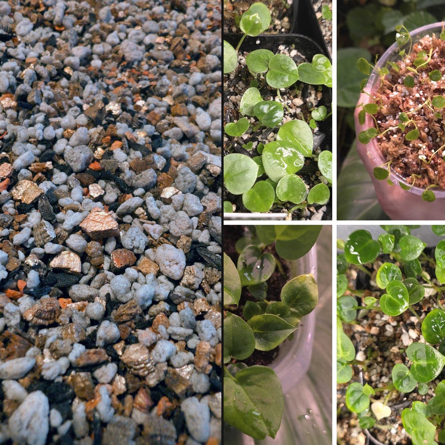 The Dirty Bowtie semi-hydro substrate next to anthurium seedlings
