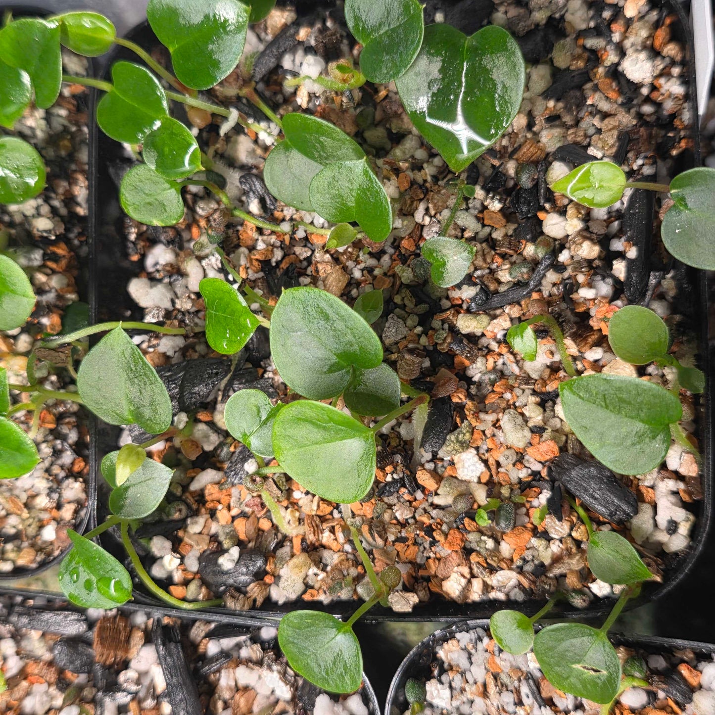 Anthurium Nightshade Niteshade x Blue Velvet