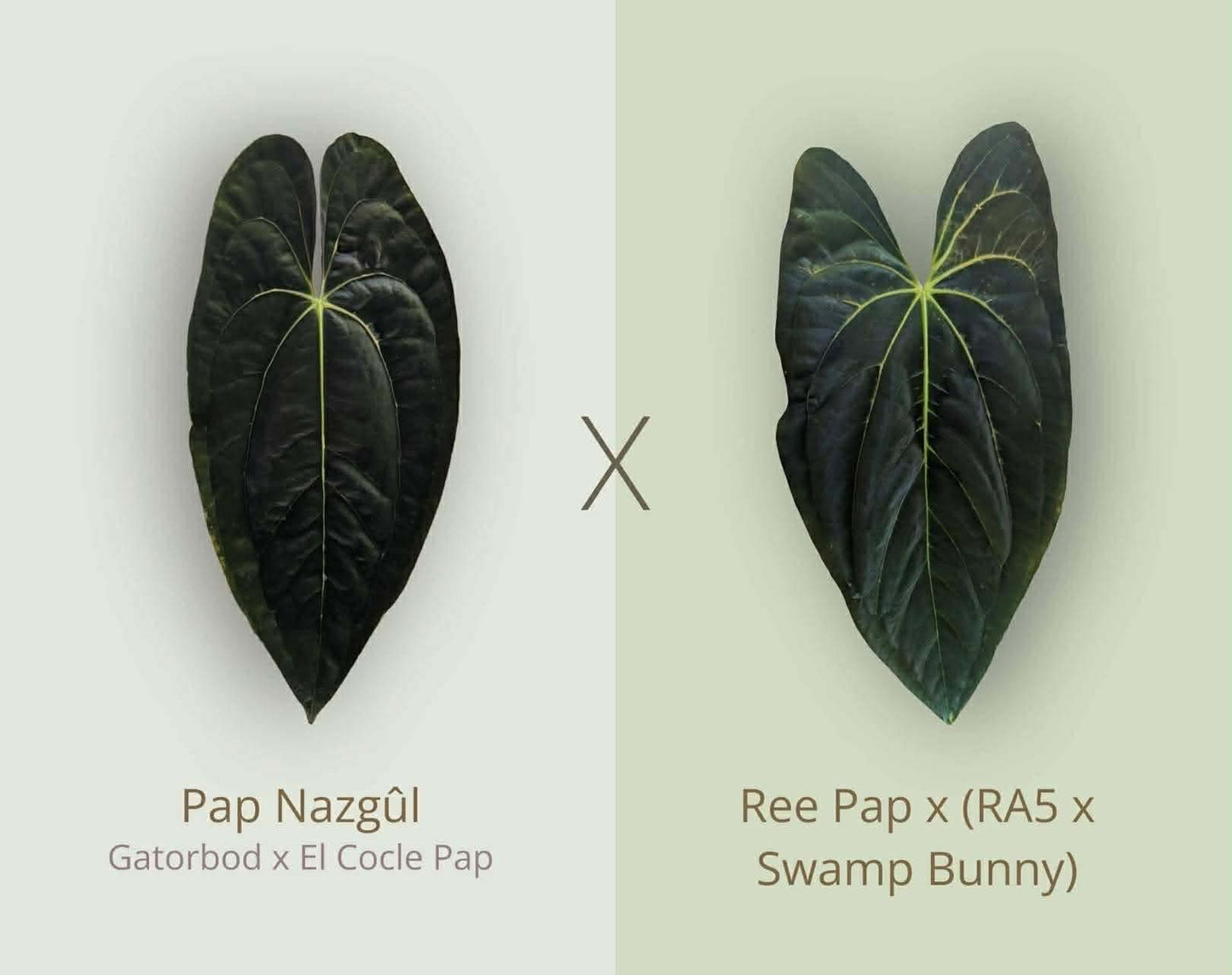 (Pap ‘Nazgul’) x (Pap ‘RA5’ x ‘Swamp Bunny’)