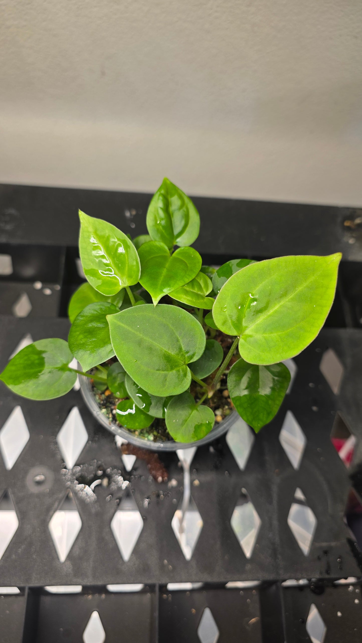 SKG Silver x (Carla x Splendidum) — plant photo