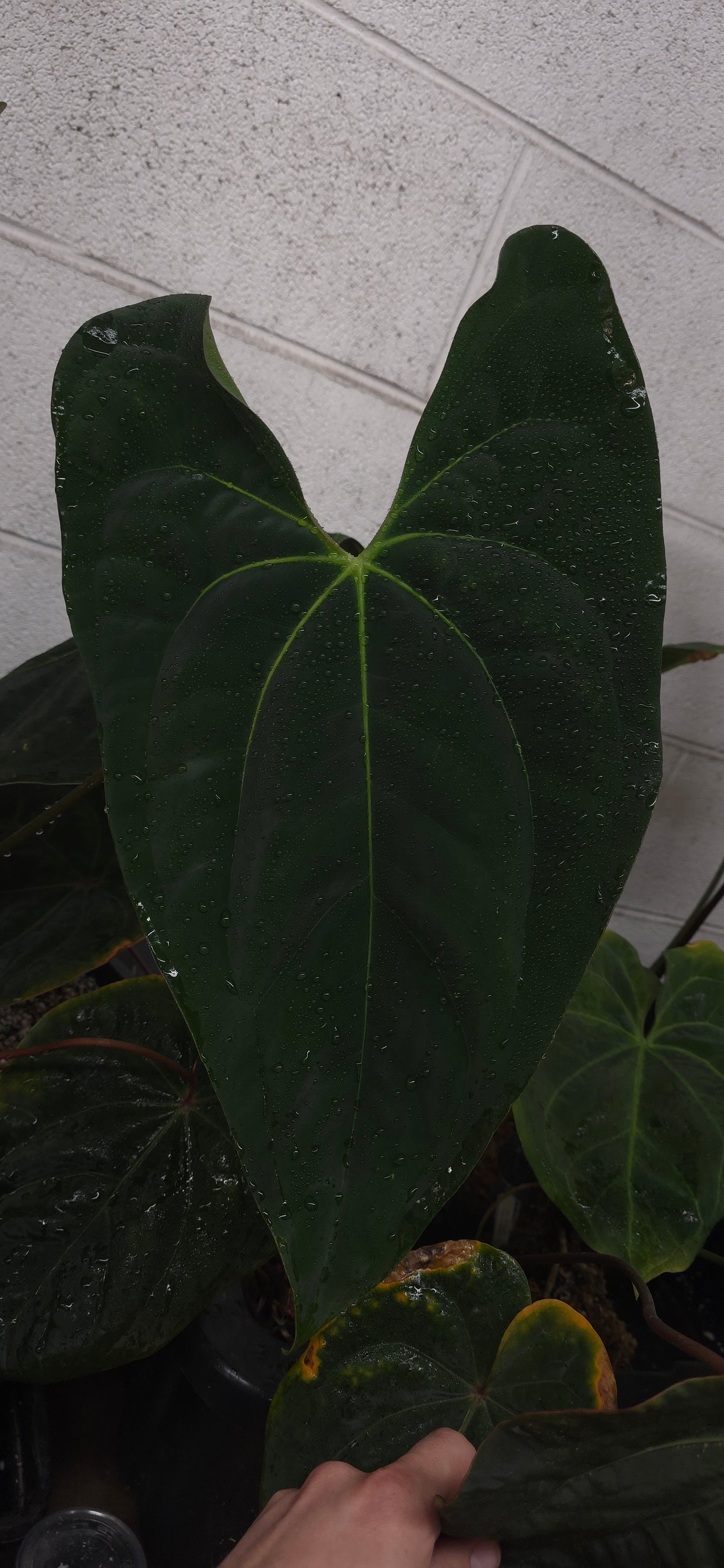 Anthurium (Spider Bess x BVEP) x Pap 17x6