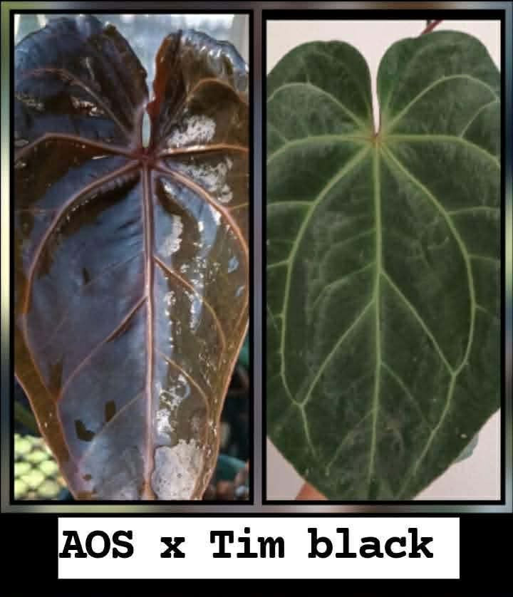 (AOS x Tim’s Black) x (AOS x Stripey Mag)
