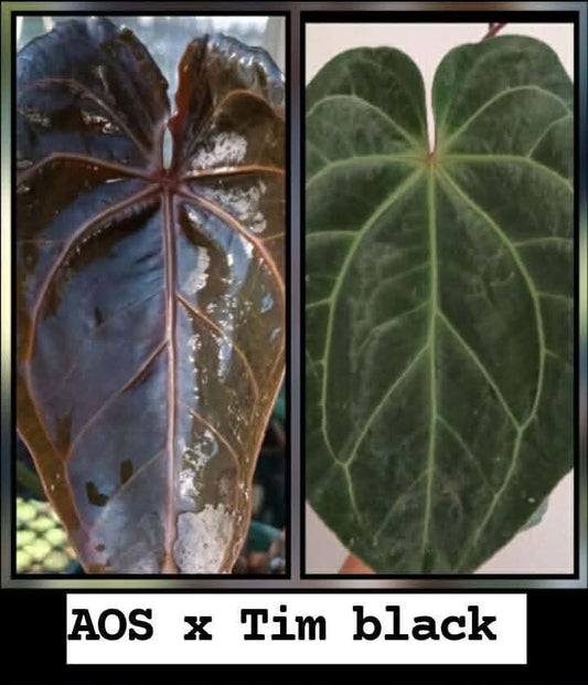 (AOS x Tim’s Black) x (AOS x Stripey Mag)