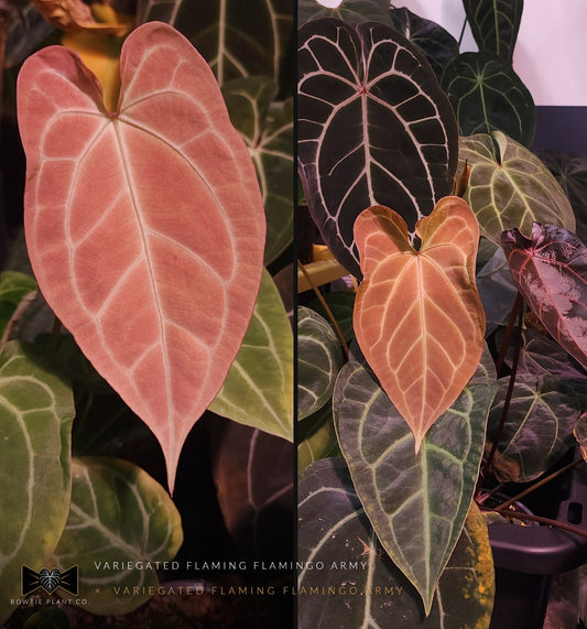 Variegated Flaming Flamingo Army