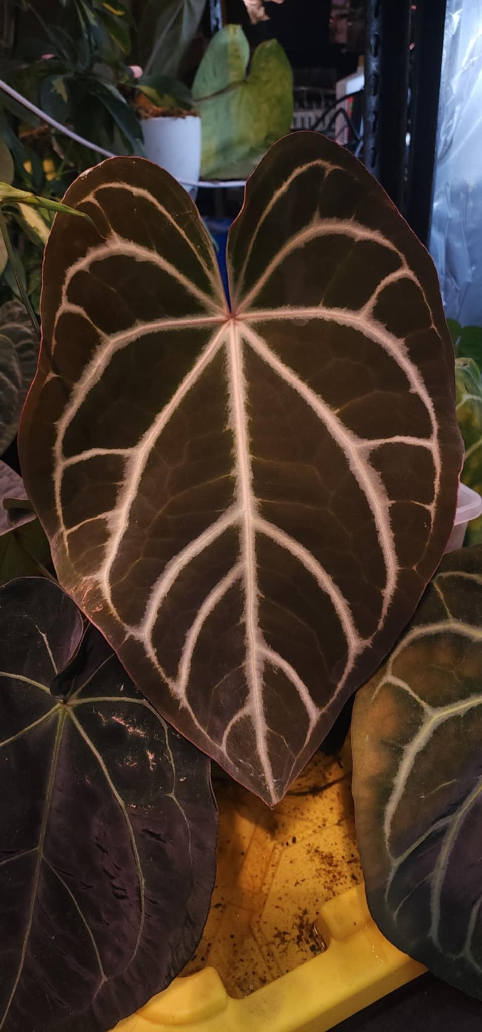 Anthurium (Blue Pap x Indo Port) x (Carla x RC)