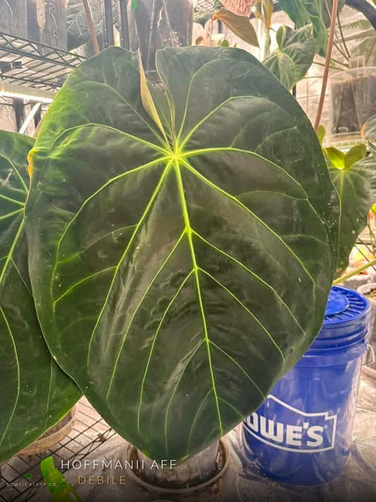 Hoffmanii aff x Debile