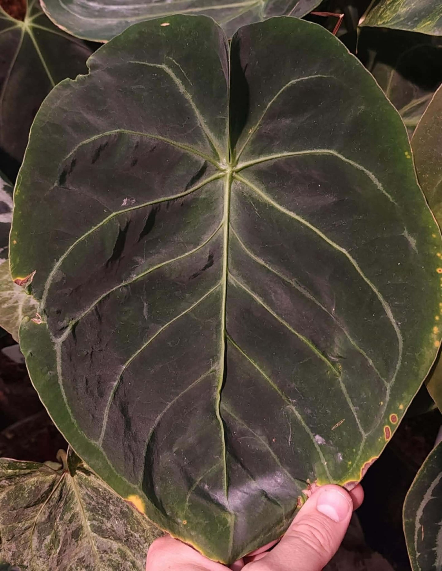 (Dressx ‘The Vader’) x (Pink Lemonade x Rioclarense Wild Type)