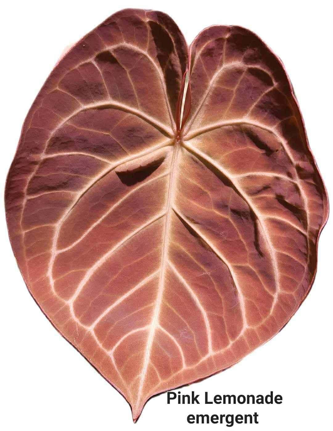 Anthurium Blue Steel x Pink Lemonade