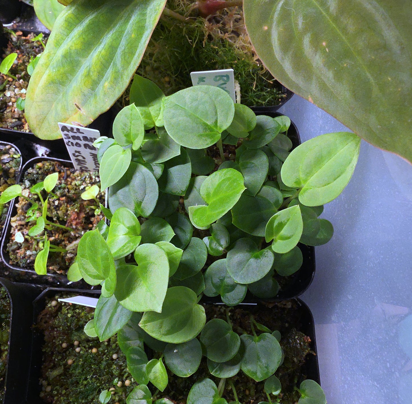 (Round BVEP x RA1) x Bowtie Bess — plant photo
