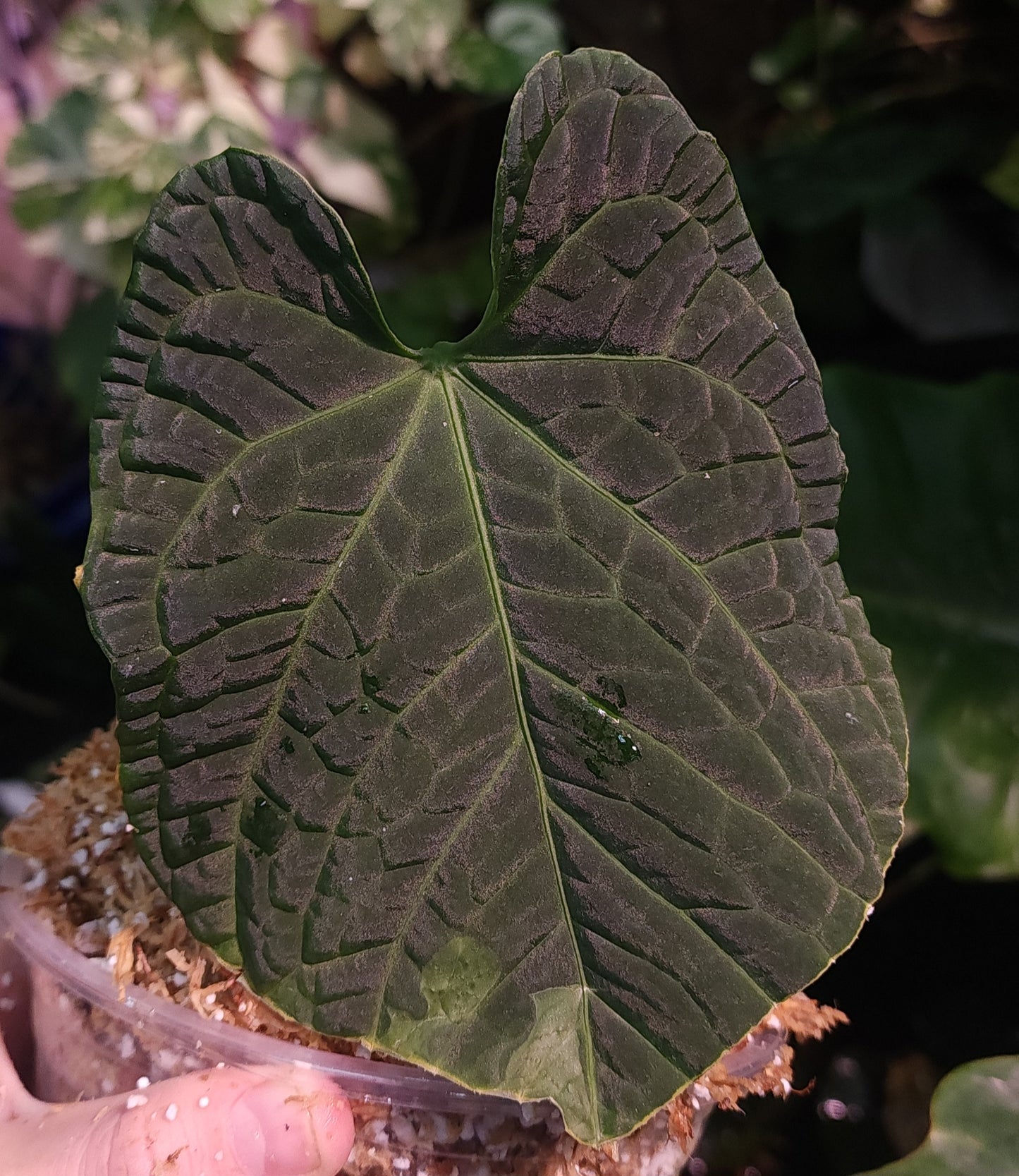 Anthurium Pap CC1 x (Bess x Splendidum)