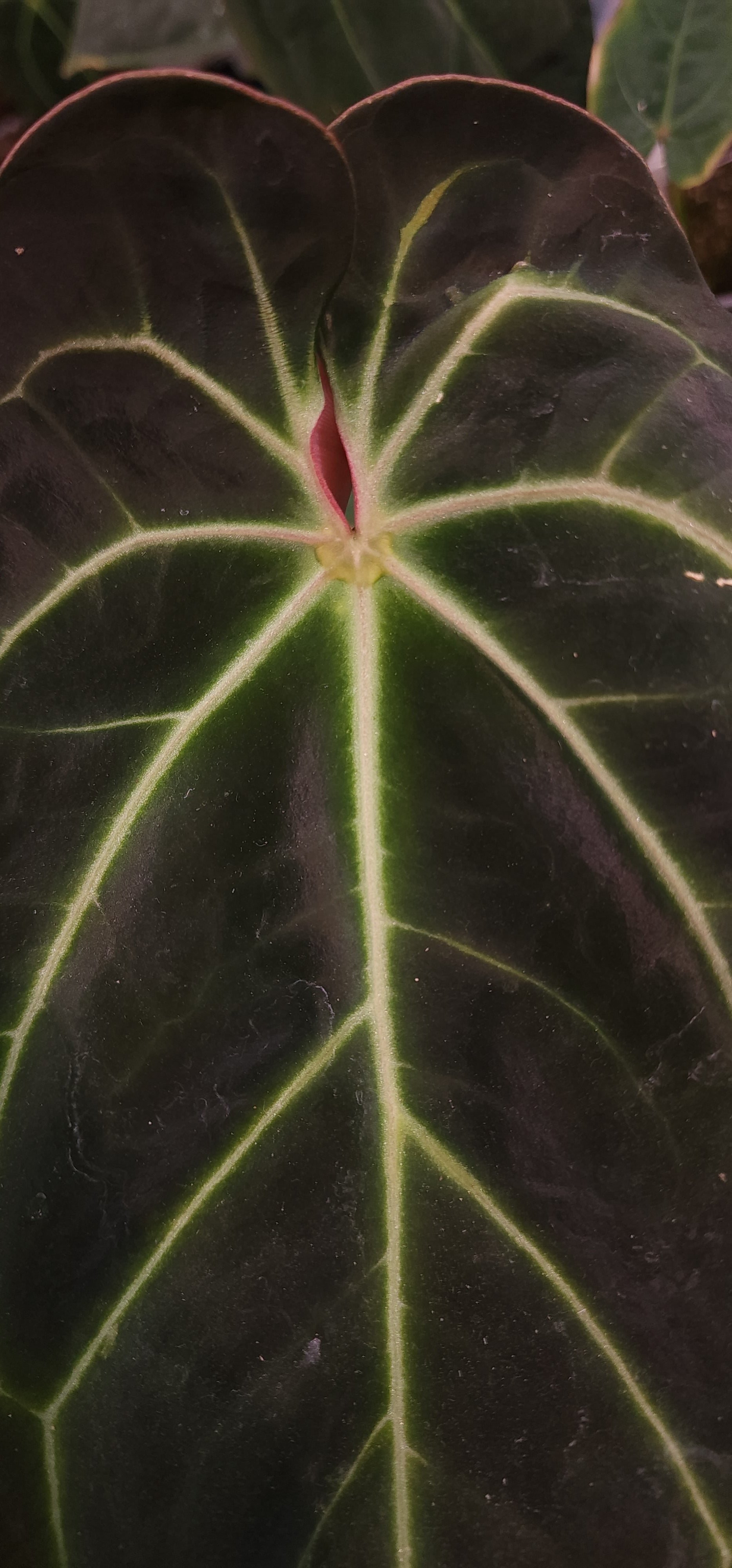 ((AOS x Forgetii) x Coralia) x Bowtie Bess (Formally Rainbow Bess)
