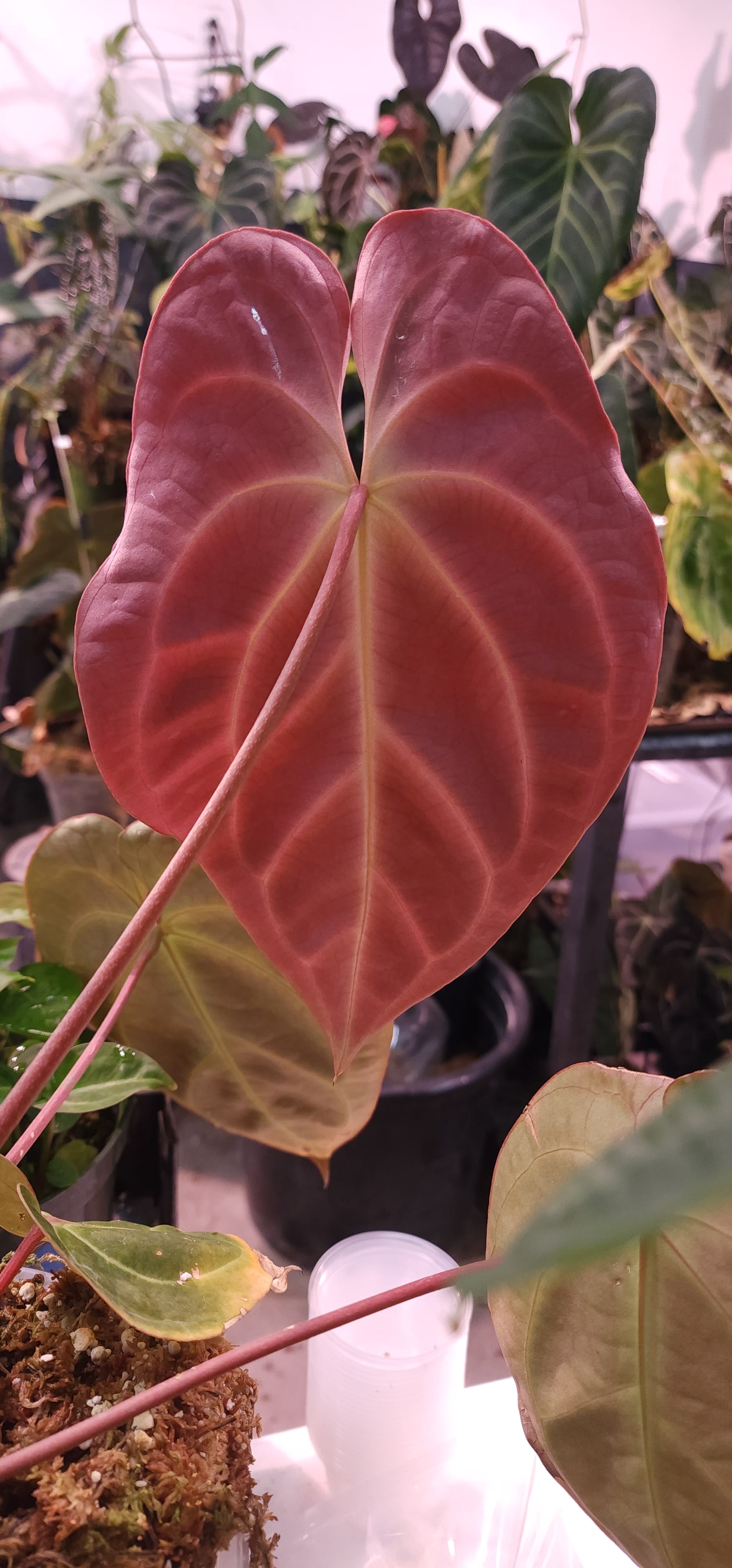 ((AOS x Forgetii) x Coralia) x Bowtie Bess (Formally Rainbow Bess)