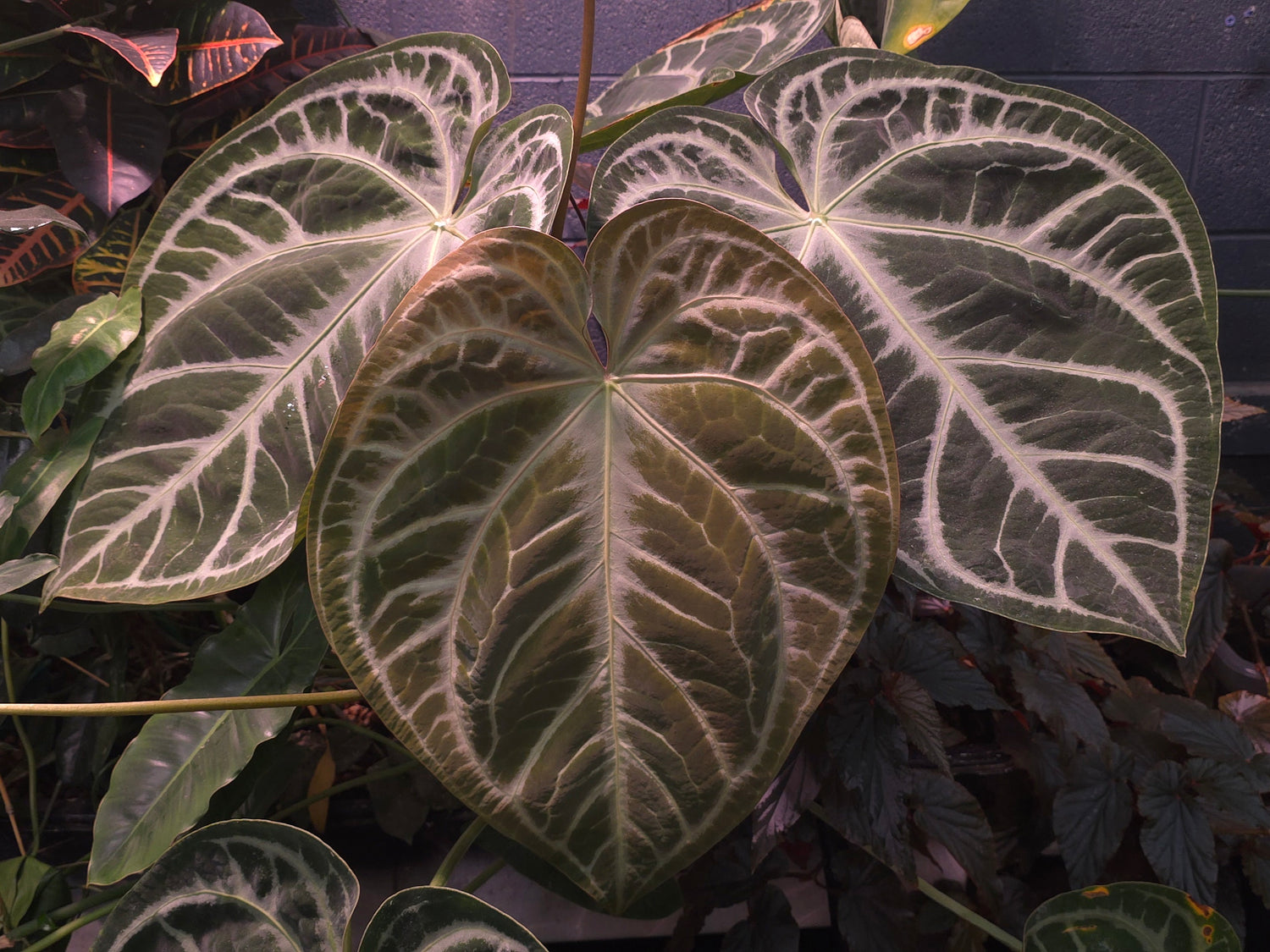 SKG Silver x (Carla x Splendidum)