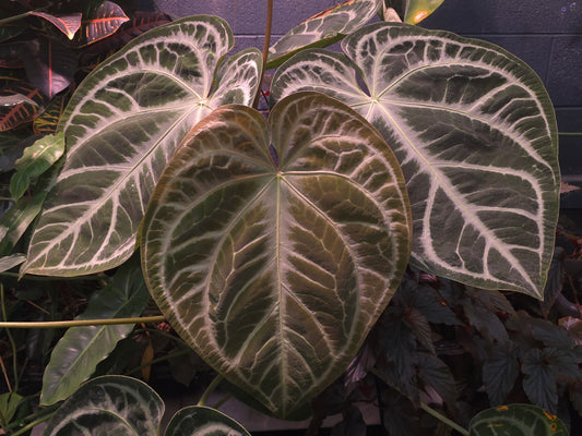 SKG Silver x (Carla x Splendidum)