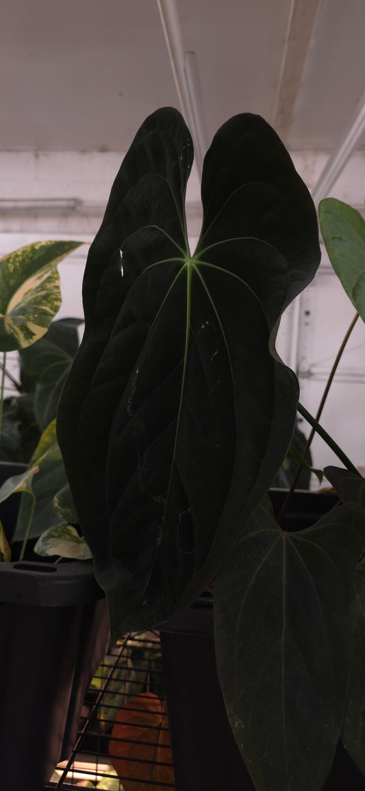 Pap Batwing x (Carla x Splendidum)