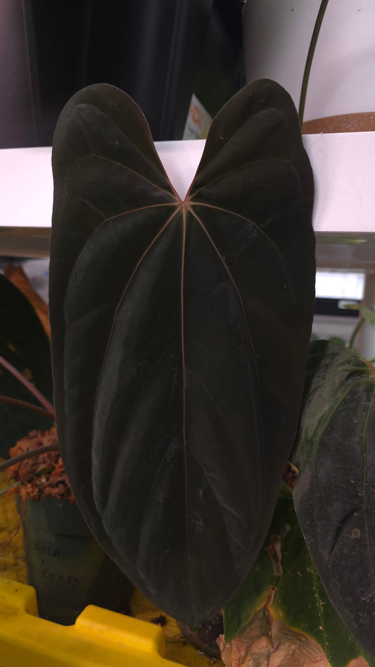 Anthurium (Carla x Soul Reaper) Grape Juice x KOSX Radiance
