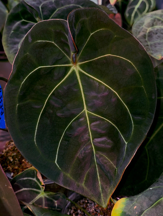 ((AOS x Forgetii) x Coralia) x Bowtie Bess (Formally Rainbow Bess)