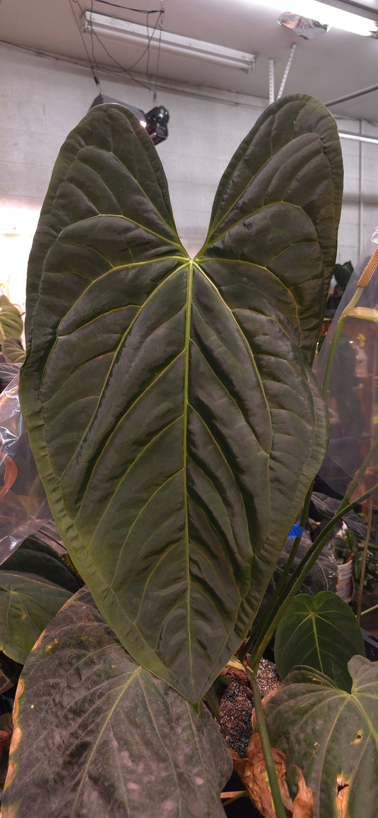 Anthurium (Pap 8 x Rioclarense Wild Type Long) x Forgetii Black Hole