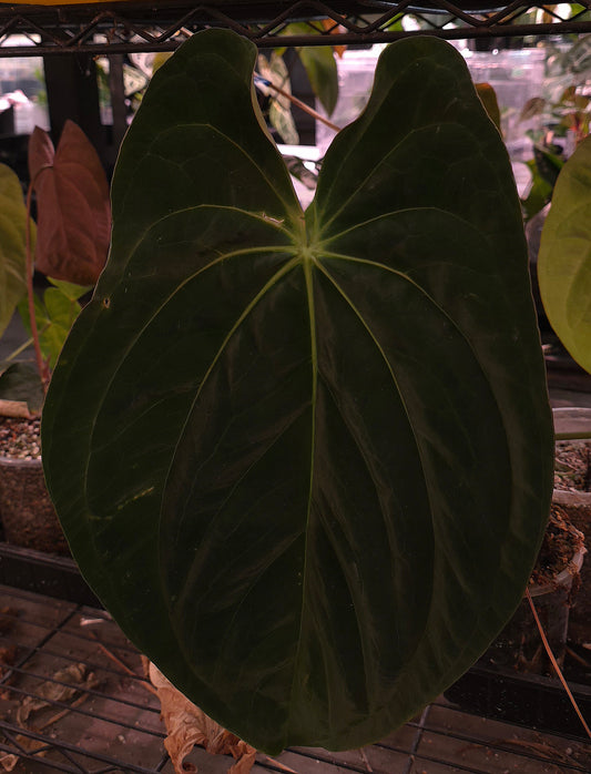 Anthurium Pap CC1 x (Bess x Splendidum)