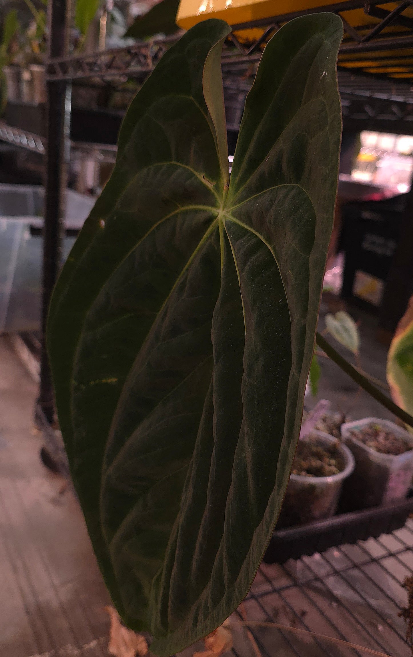 Anthurium Pap CC1 x (Bess x Splendidum)