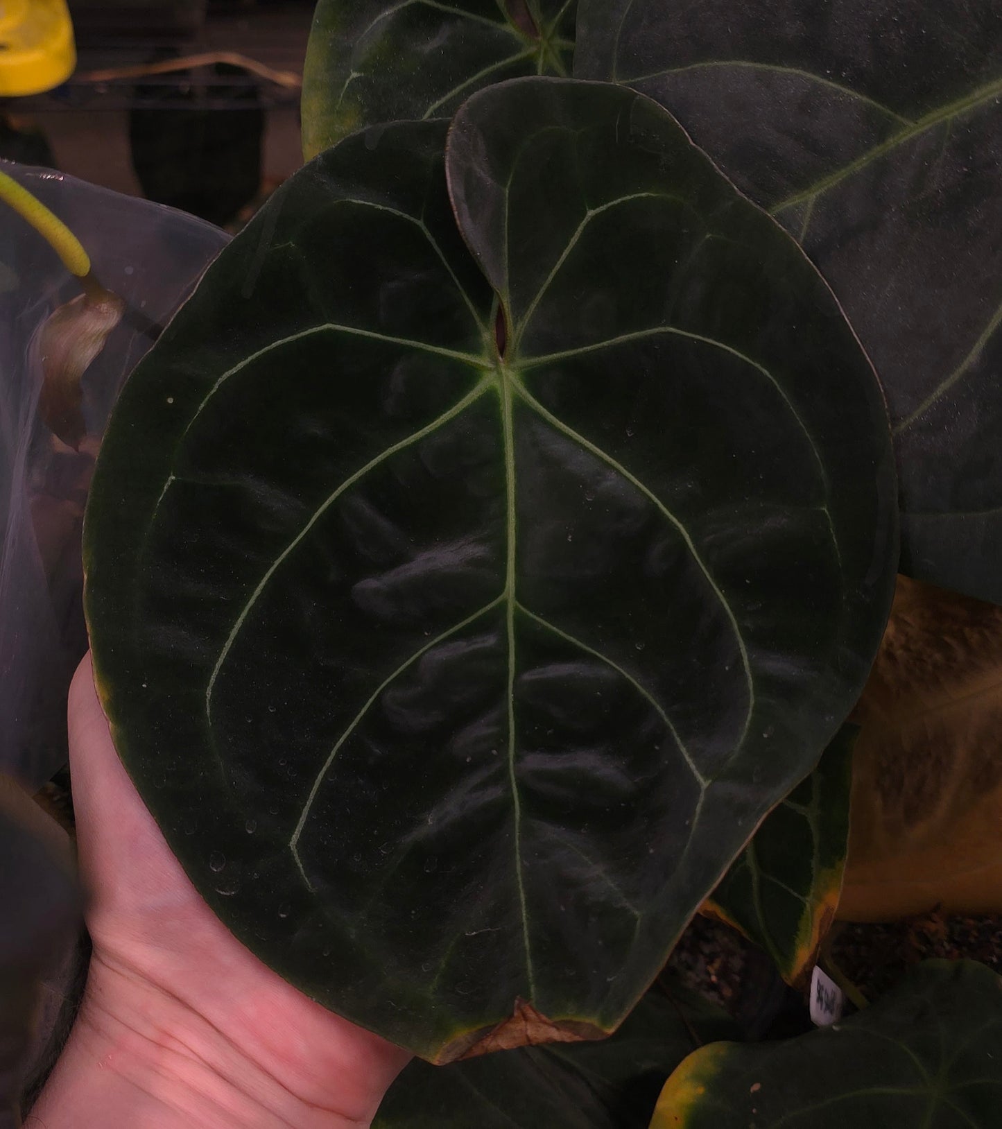 ((AOS x Forgetii) x Coralia) x Bowtie Bess (Formally Rainbow Bess)