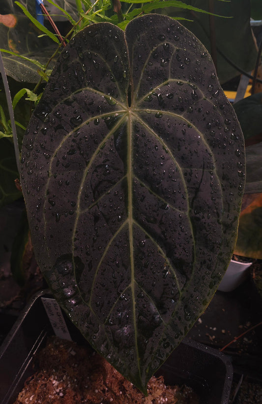 Blue Velvet x (Dark and Handsome x Red Velvet Cake)