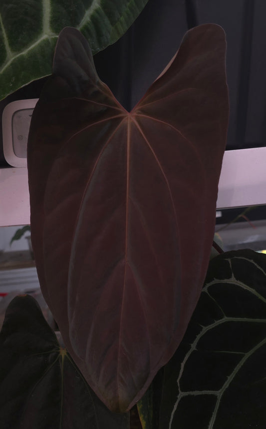 Anthurium (Carla x Soul Reaper) Grape Juice x KOSX Radiance