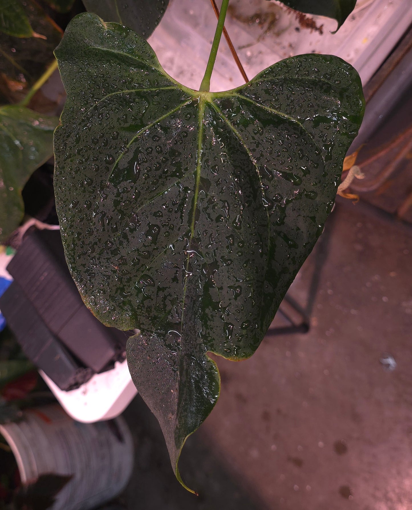 Anthurium Vicki Pap x ((Crystal x Bess) x Pap)