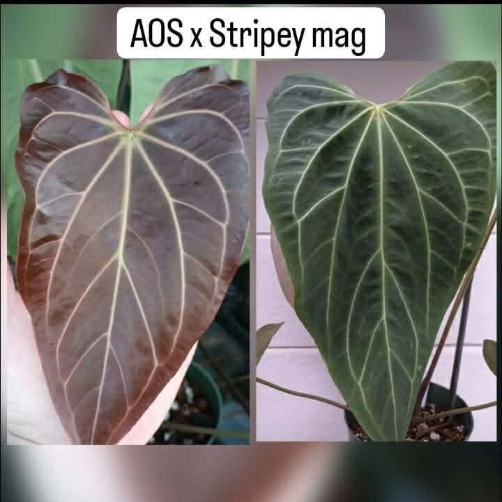 (AOS x Tim’s Black) x (AOS x Stripey Mag)