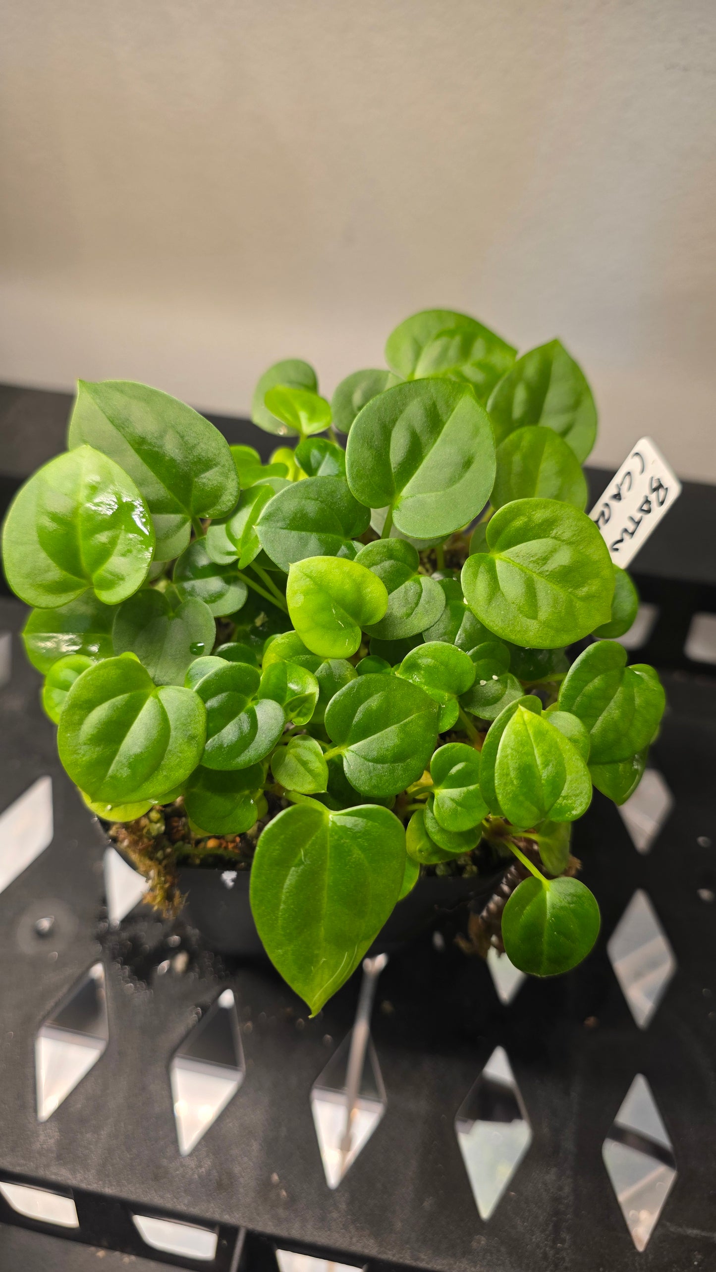 Pap Batwing x (Carla x Splendidum) — plant photo