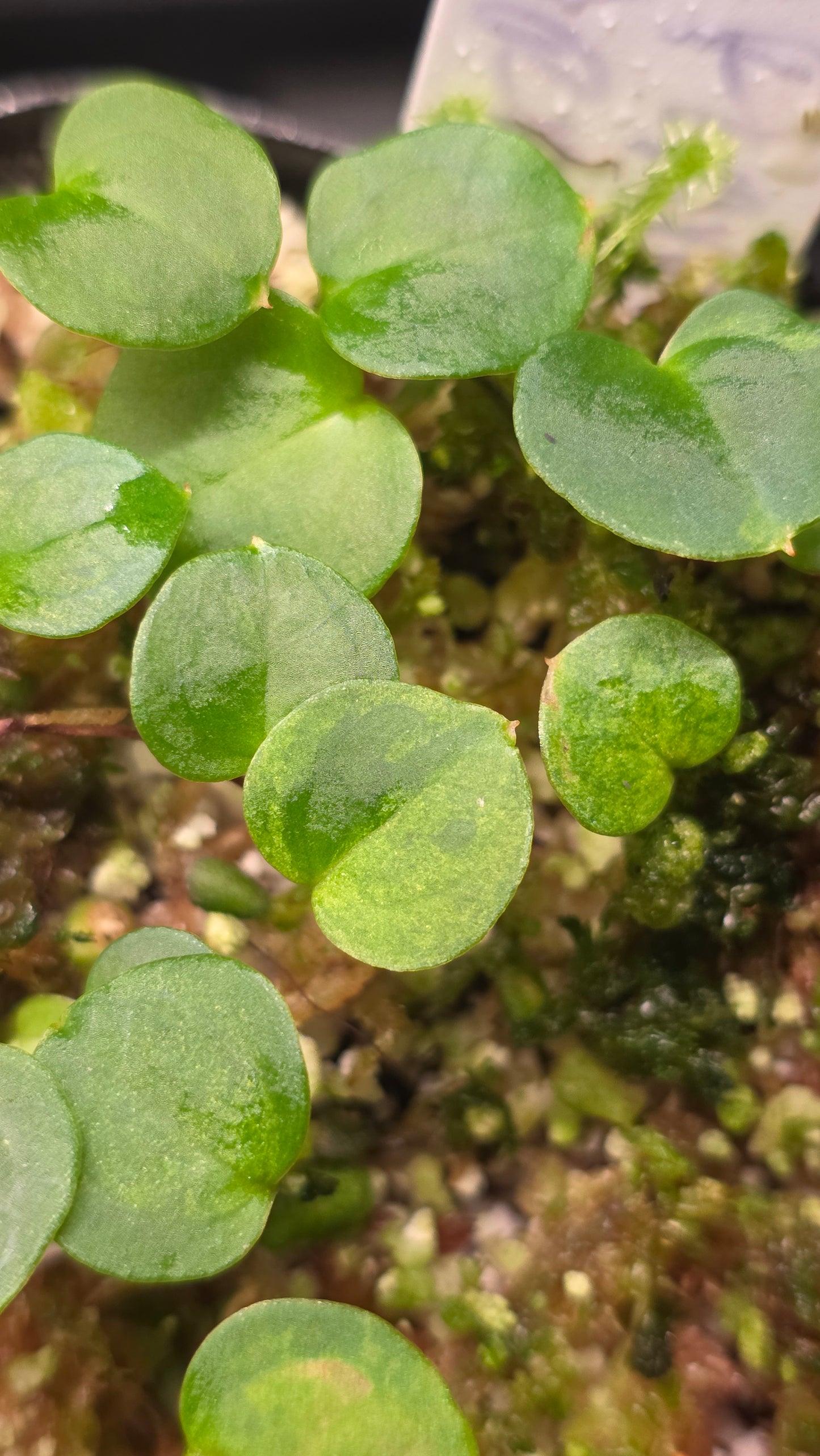 Variegated Flaming Flamingo Army — plant photo