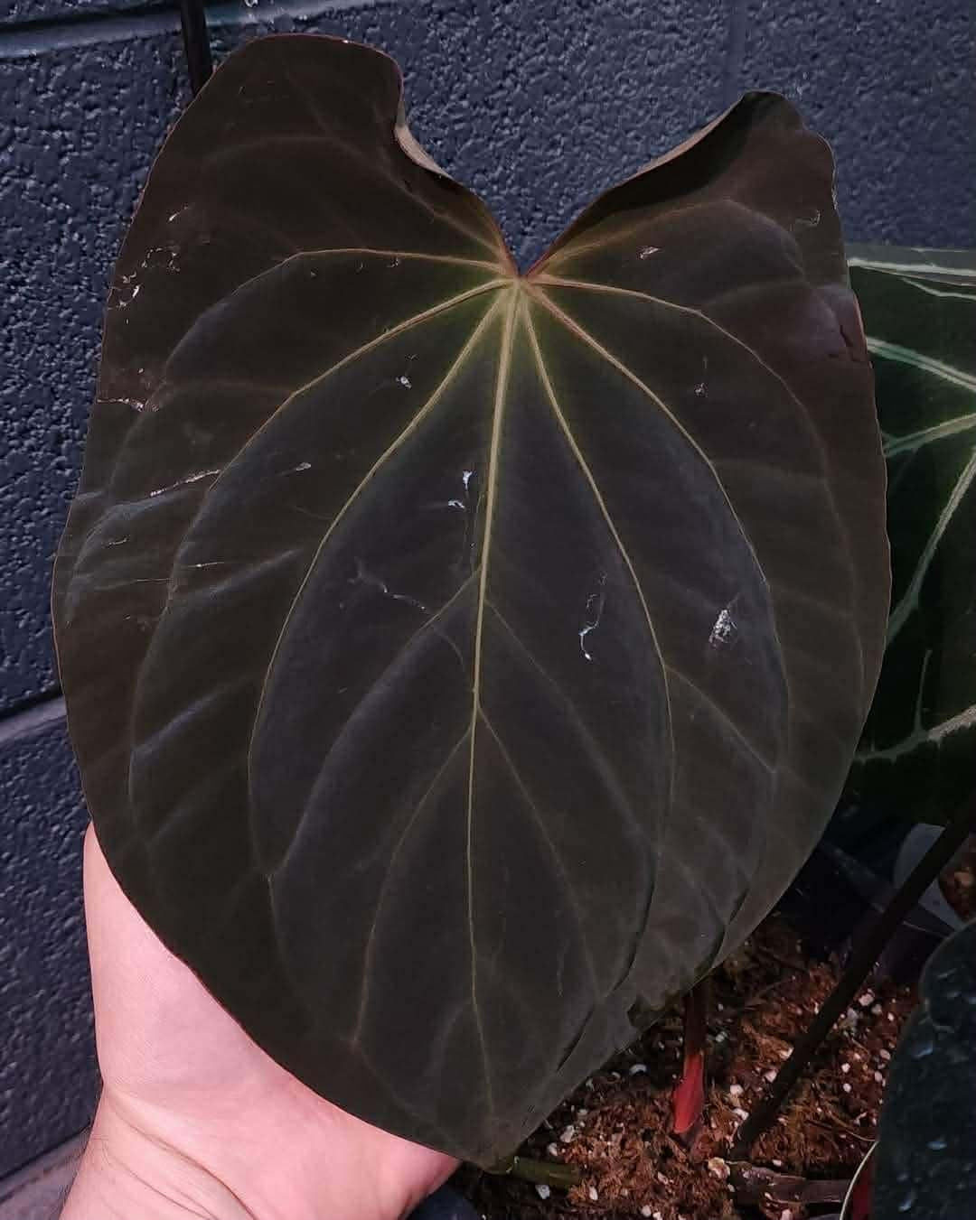 (Bess ‘Spider’ x BVEP) x (Pap ‘17 x 6’)