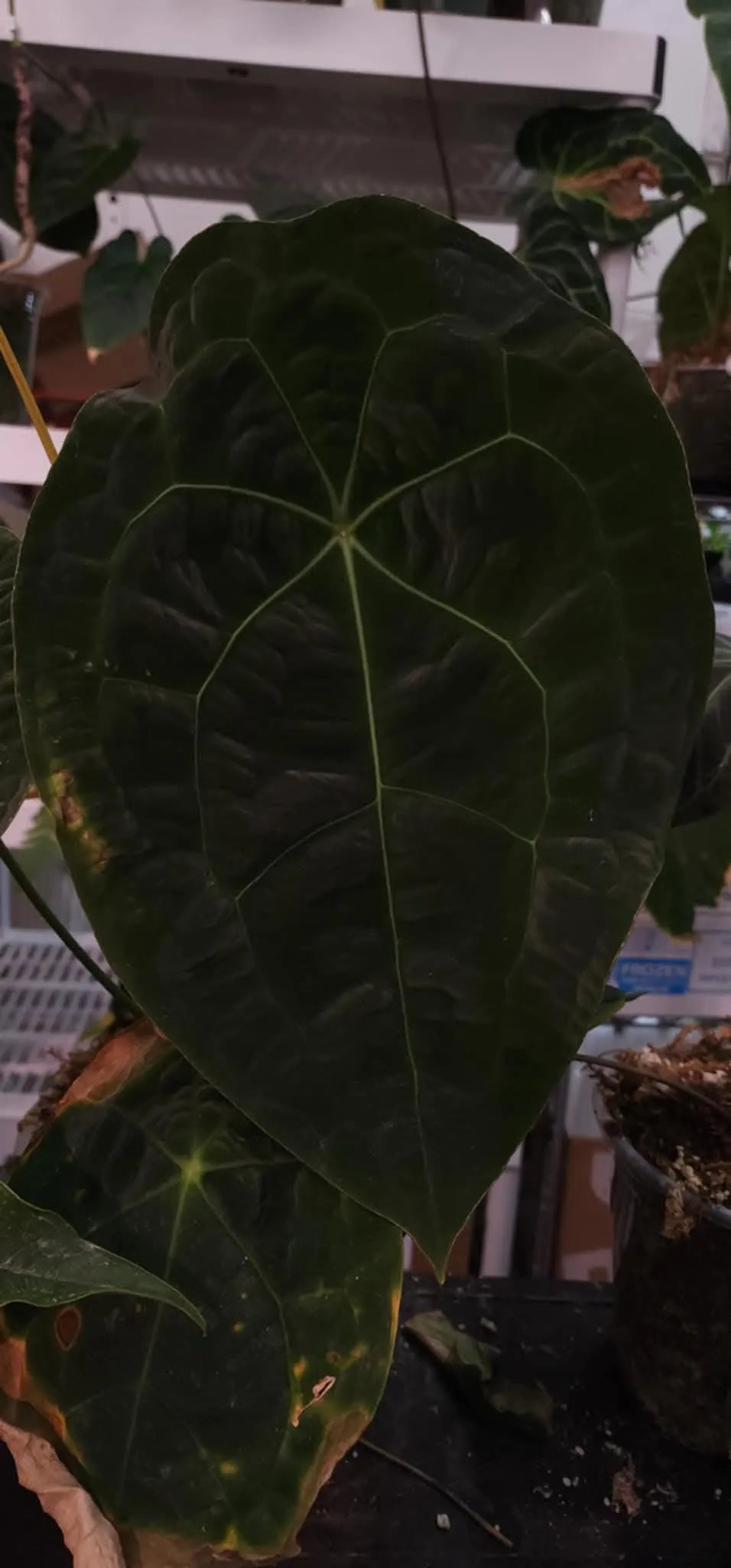 Anthurium (Pap 8 x Rioclarense Wild Type Long) x Forgetii Black Hole