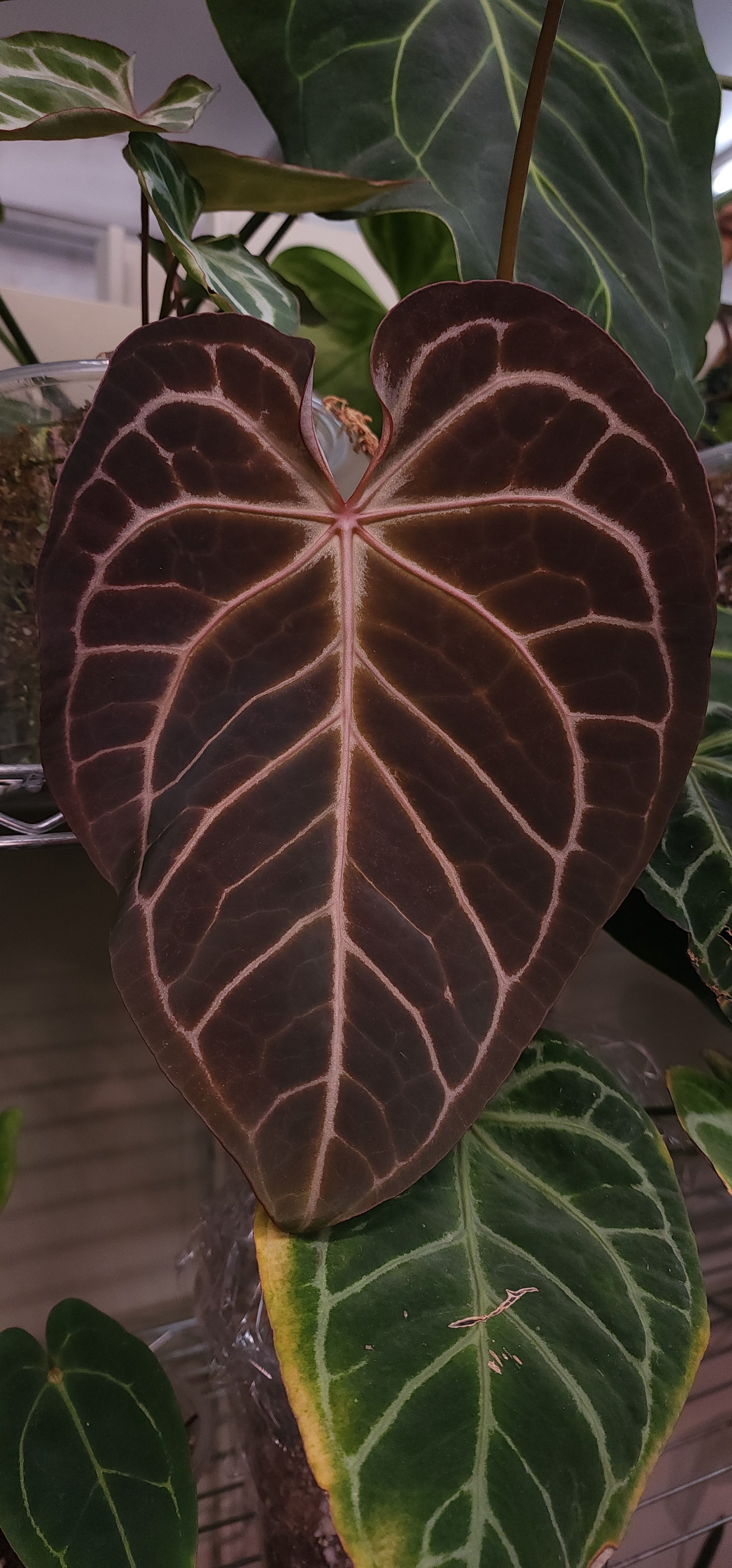 (Pink Lemonade x (Black Widow x Michelle)) F2 — plant photo