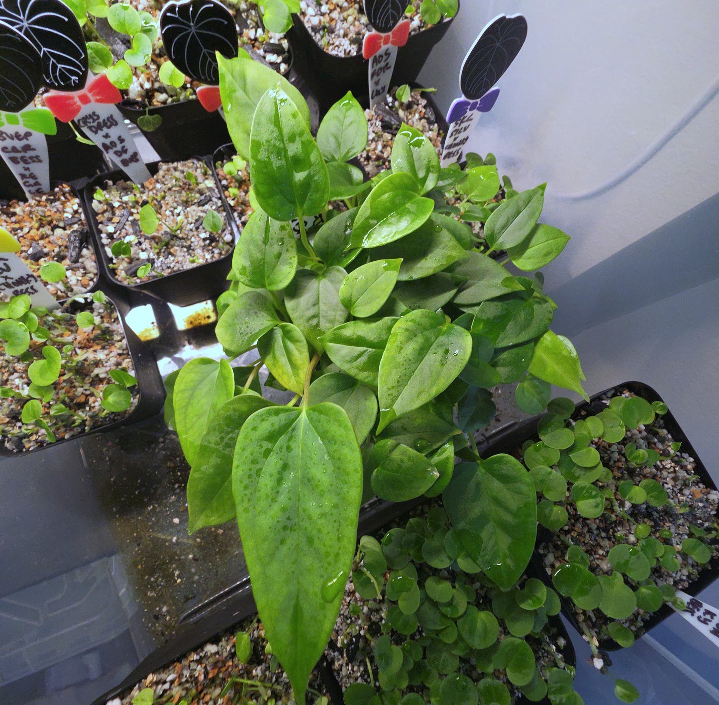 Portilioi x Pap Batwing — plant photo