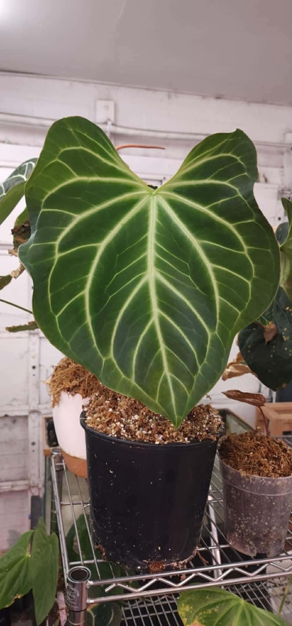(Michelle F4) x (Bess ‘Chonky’)