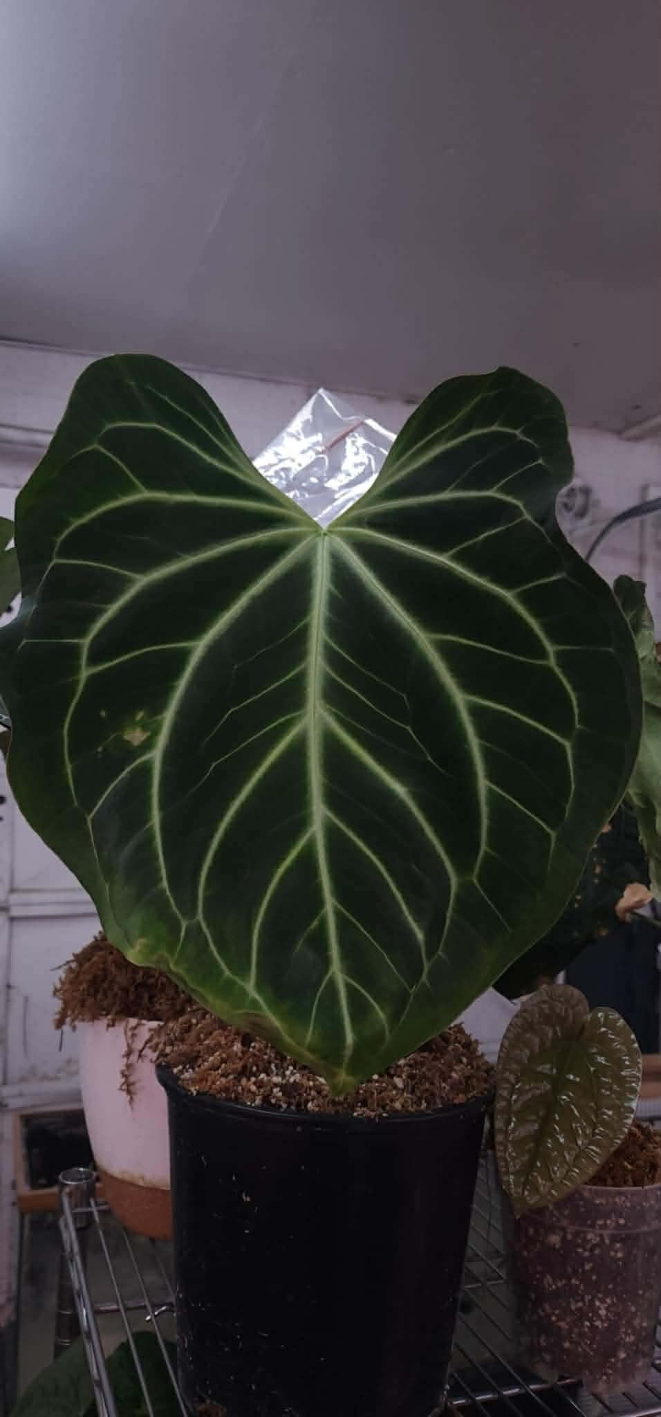 (Michelle F4) x (Bess ‘Chonky’)