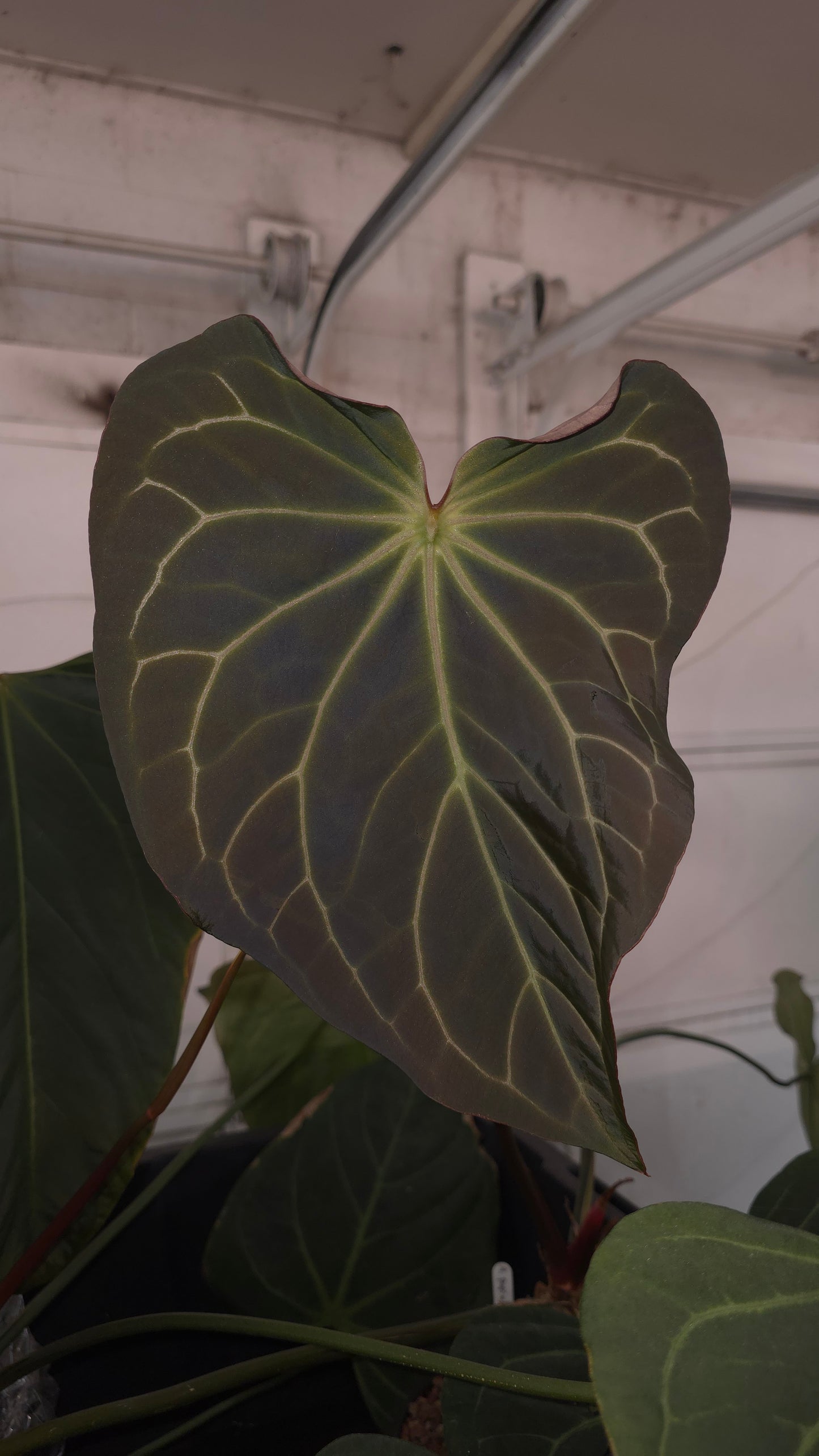 Anthurium (DB Brielle x Red Crystal) x Shark Bite