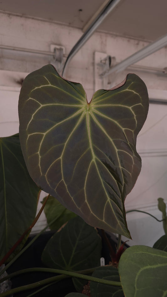 Anthurium (DB Brielle x Red Crystal) x Shark Bite
