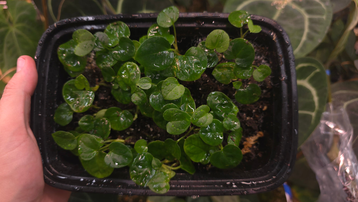 Hoffmanii aff x Debile — plant photo