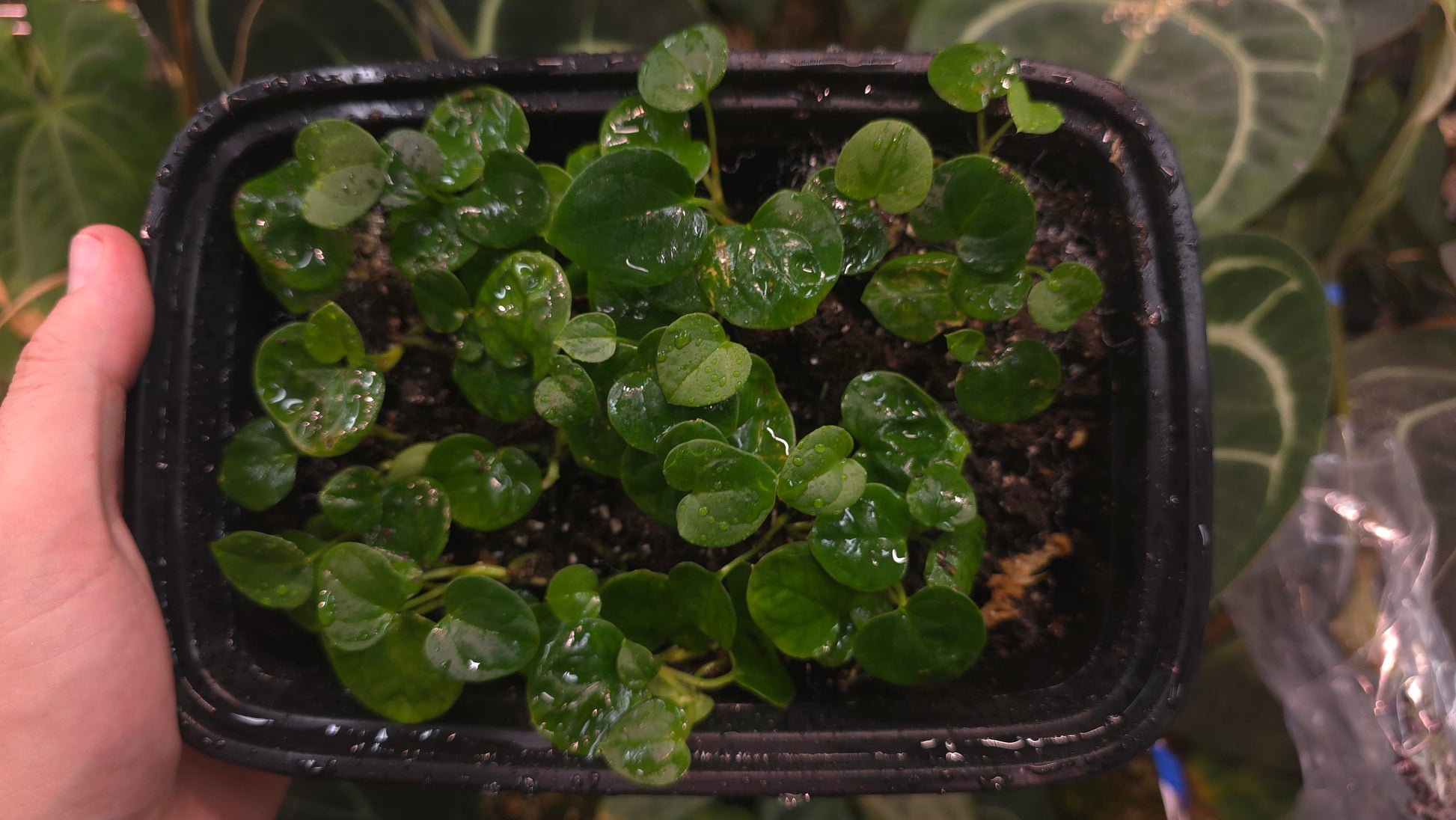 Hoffmanii aff x Debile — plant photo